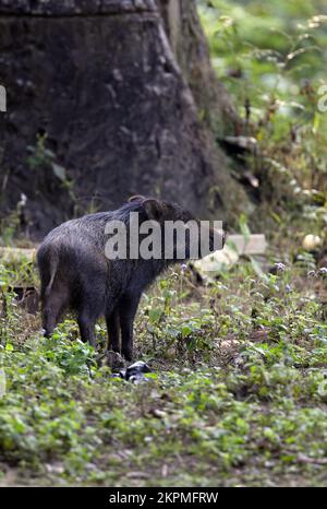 Wildschwein (Sus scrofa), Erwachsener im Wald Chitwan NP, Nepal Januar Stockfoto