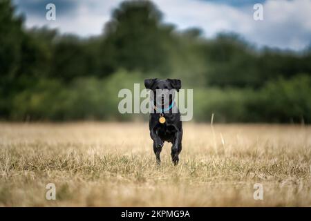 Black Patterdale Cross Border Terrier läuft direkt auf die Kamera zu, mit den vorderen Pfoten nach oben Stockfoto