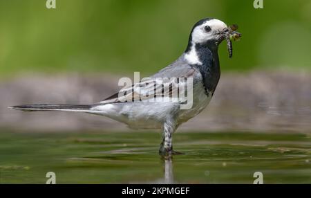 Ausgewachsener weißer Schwanz (motacilla alba) steht in flachen Gewässern mit vollem Schnabel aus Larven von gefangenen Insekten und Käfern für Küken Stockfoto