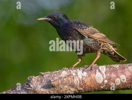 Gewöhnliche Stars (Sturnus vulgaris), die merkwürdig aussehen und auf einem dicken Stock im Mornungslicht posieren Stockfoto