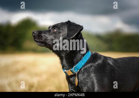 Black Patterdale Cross Border Terrier blickt nach oben nach links auf ein Feld Stockfoto