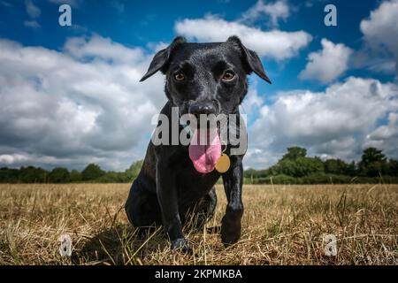 Schwarzer Patterdale Cross Border Terrier, der direkt in die Kamera schaut, mit ausgestreckter Zunge Stockfoto