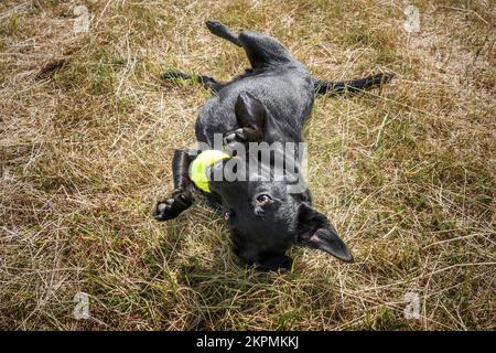 Black Patterdale Cross Border Terrier ist glücklich mit seinem Tennisball auf einem Feld Stockfoto