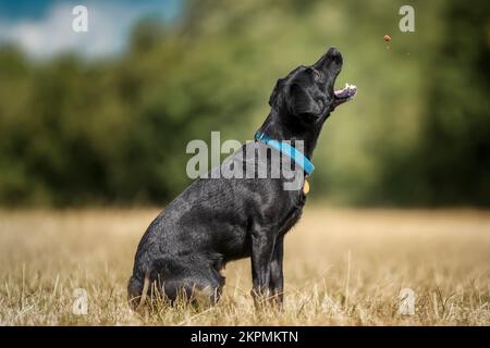 Black Patterdale Cross Border Terrier, der sich mit offenem Mund verwöhnen lässt Stockfoto