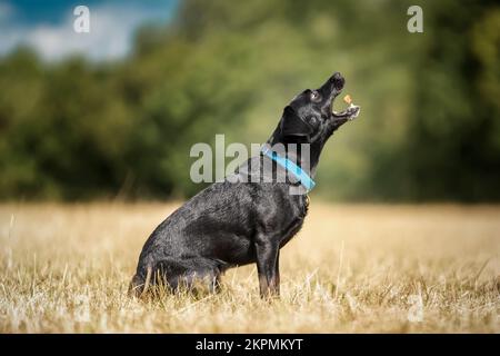 Black Patterdale Cross Border Terrier, der sich mit offenem Mund verwöhnen lässt Stockfoto