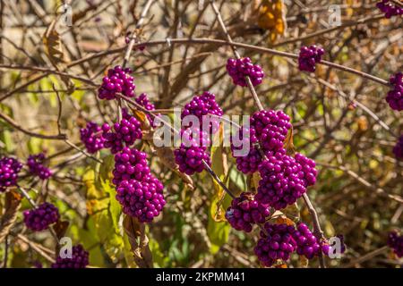 Blick aus der Nähe auf Zweige voller leuchtender lila Beeren, die für Hirsche und Vögel in einem amerikanischen Schönheitsbeerbusch an einem sonnigen Herbsttag essbar sind Stockfoto