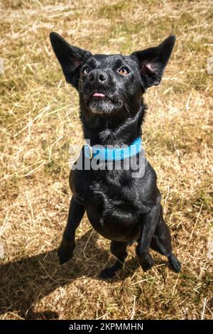 Black Patterdale Cross Border Terrier auf seinen Hinterbeinen mit Ohren, die auf ein sehr lustiges Gesicht zeigen Stockfoto