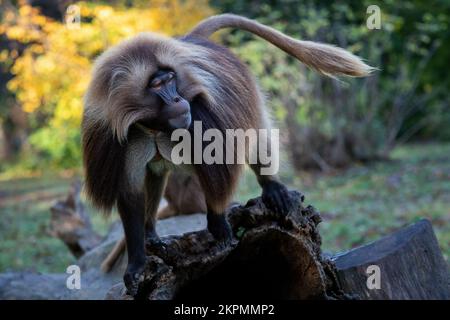 Alpha Männchen von Gelada Baboon - Theropithecus gelada, schöner Bodenprimat. Affe zeigt große Zähne. Stockfoto