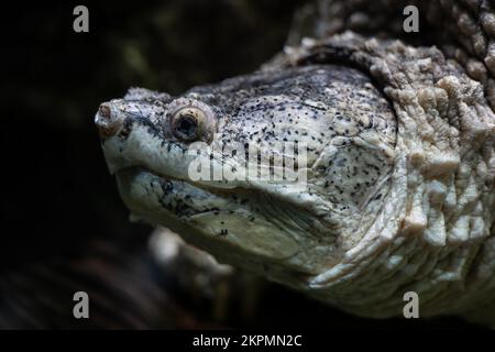 Der Kopf der Schnappschildkröte (Chelydra serpentina), Unterwasserporträt einer großen Süßwasserschildkröte in der Familie Chelydridae, einheimische Region: Norden Stockfoto