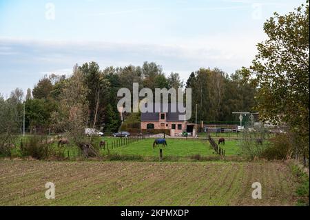 Wetteren, Ostflämische Region, Belgien, 11 03 2022 - Blick auf das Farmland und die Häuser in der flämischen Landschaft Stockfoto Wetteren, Ostflämische Region, Belgien, 11 03 2022 - Blick auf das Farmland und die Häuser in der flämischen Landschaft Stockfoto