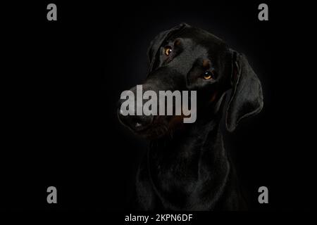 Doberman-Hund auf schwarzem Hintergrund Stockfoto