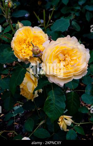 Ein Symbol für Freundschaftsladen, gelbe englische Rosen im öffentlichen Garten in Chester, England. Stockfoto