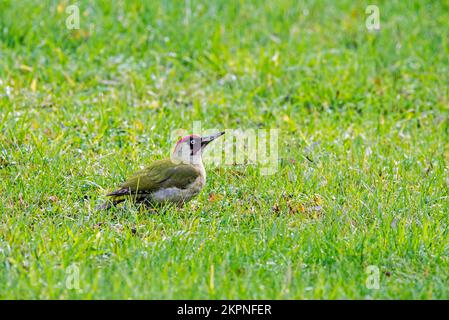 Grünspecht (Picus viridis), männliche Futtersuche auf dem Boden in Wiesen/Grünland Stockfoto