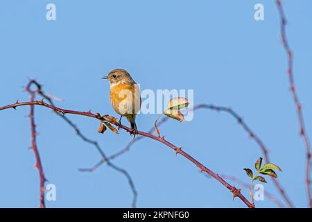 Europäisches Steinechat (Saxicola rubicola/Motacilla rubicola), weiblich im Herbst im Strauß Stockfoto