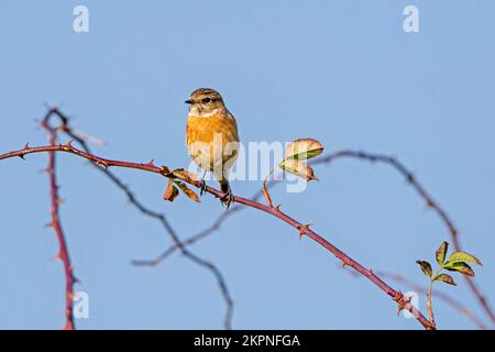 Europäisches Steinechat (Saxicola rubicola/Motacilla rubicola), weiblich im Herbst im Strauß Stockfoto