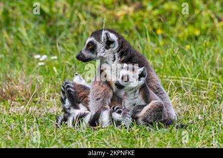 Ringschwanzlemurenmutter (Lemur catta) mit auf dem Boden sitzenden Jugendlichen, gefährdeten Primaten, die auf der Insel Madagaskar, Afrika, endemisch sind Stockfoto