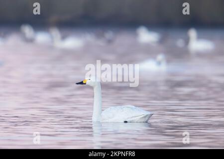 Bewicks Schwan (Cygnus bewickii) und Scharen versammeln sich am Abend auf dem See, um sich im Winter auszuruhen Stockfoto