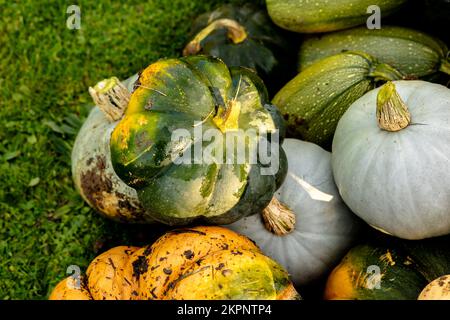 Herbsternte verschiedener Kürbis aus der Familie der Cucurbitaceae Stockfoto