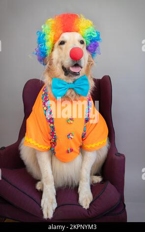 Porträt eines goldenen Retriever in einer mehrfarbigen Perücke und Clownkostüm, die auf einem Stuhl sitzen Stockfoto