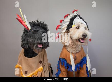 Nahaufnahme eines schwarzen und weißen Labradoodle, der Seite an Seite in indischen Kostümen sitzt Stockfoto