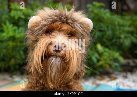 Porträt eines Mini-Labradoodle im Löwenkostüm im Garten Stockfoto