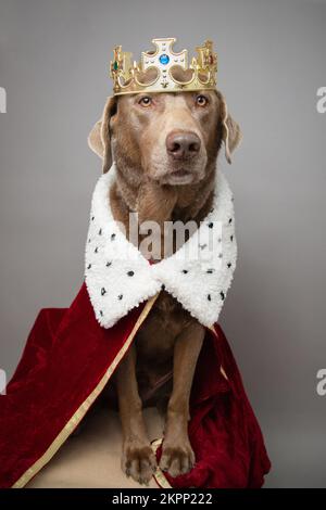 Silberner Labrador Retriever-Hund, gekleidet in einem Gewand und einer Krone als König Stockfoto