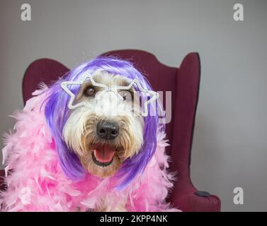 Porträt einer weich beschichteten Wheaten Terrier, die auf einem Stuhl sitzt, mit sternförmigen Gläsern, lila Perücke und rosa Federboa Stockfoto