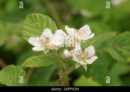 Natürliche Nahaufnahme auf einer weißen blühenden europäischen Brombeerpflanze, Rubus fruticosus Stockfoto