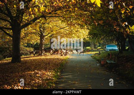 Muflons auf Blättern im Bereich des IKEM-Krankenhauses in Prag. Herbstfoto. Stockfoto