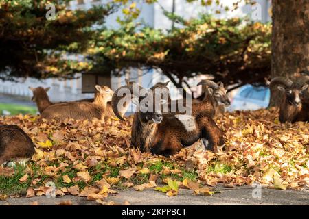 Muflons auf Blättern im Bereich des IKEM-Krankenhauses in Prag. Herbstfoto. Stockfoto
