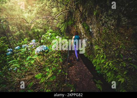 Beschreibung: Sportliche Frau mit Rucksackwanderungen auf abenteuerlichem Dschungelpfad mit wunderschönen Blumen entlang des Kanals. Levada Caldeirão Verde, Madeira Islan Stockfoto