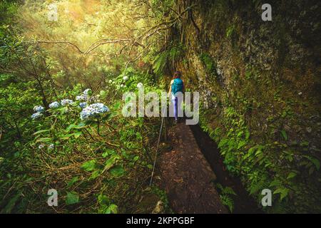 Beschreibung: Sportliche Frau mit Rucksackwanderungen auf abenteuerlichem Dschungelpfad mit wunderschönen Blumen entlang des Kanals. Levada Caldeirão Verde, Madeira Islan Stockfoto