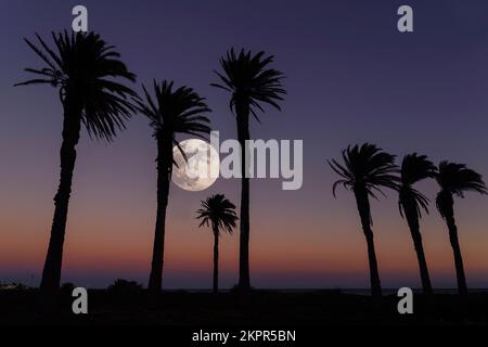 Vollmond hinter einer Silhouette von sieben Palmen in der Dämmerung, Castillo del Romeral, Gran Canaria, Kanarische Inseln, Spanien Stockfoto