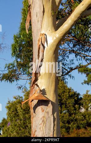 Rinde, die sich vom Stamm des Eukalyptusbaums in Sydney, New South Wales, Australien abblättert (Foto: Tara Chand Malhotra) Stockfoto