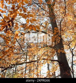 Herbstfärbung aus Buche Bäume Cannock Chase Country Park AONB (Gebiet von außergewöhnlicher natürlicher Schönheit) in Staffordshire England UK Stockfoto