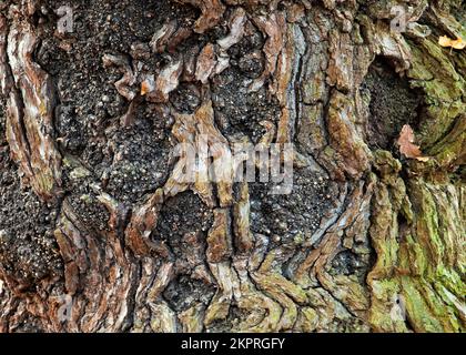 Old Oak Woodland aus nächster Nähe Details der Bäume Cannock Chase AONB (Gebiet von herausragender natürlicher Schönheit) in Staffordshire, England, Großbritannien Stockfoto