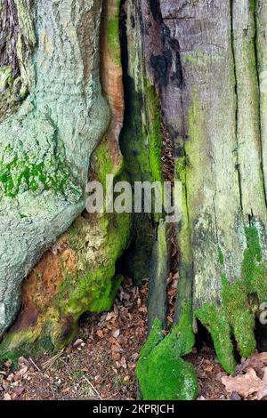 Gefärbter Eichenstumpf mit Texturfarbe und Form des alten Eichenstammes in antikem Eichenwald im Winter in Cannock Chase AONB Stockfoto