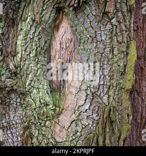 Nahaufnahme von Texturfarbe und Form des alten Eichenstammes in und Rinde, alter Eichenwälder im Winter im Cannock Chase AONB Gebiet von Outstandin Stockfoto