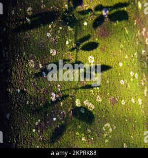 Blattschatten auf dem Buchenbaum im Frühling, der Schönheit in der Natur mit auffälligen Mustern, Formen und Texturen in einer Palette von lebhaften Frühlingsfarben zeigt, Stockfoto