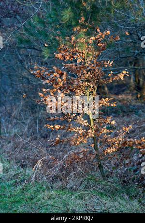 Buche im goldenen Licht auf Cannock Chase Gebiet mit herausragender natürlicher Schönheit im Winter Stockfoto