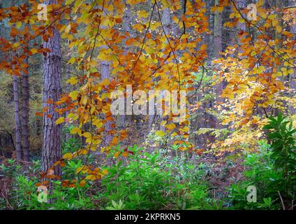 Waldgebiet im Herbst mit Tönungen und Farbtönen aus dem hängenden Buchenbaumbelaub am Rande eines Kiefernwaldes im Cannock Chase Forest, einem ausgewiesenen Gebiet Stockfoto