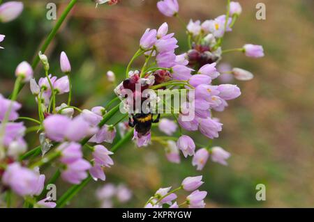 Eine feuchte Biene auf den Luftbullen einer Rosy Knoblauchblume „Allium roseum“ im Regen auf St. Marys, Isles of Scilly, Cornwall, England, Großbritannien. Stockfoto