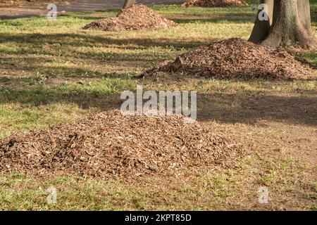 Haufen von trockenen Blättern von Bäumen im Stadtpark schließen im Herbst Stockfoto