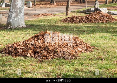 Haufen von trockenen Blättern von Bäumen im Stadtpark schließen im Herbst Stockfoto