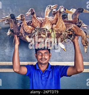 Dhaka, Bangladesch. 28.. November 2022. Verkäufer tragen Enten auf Körben, um sie auf einem Markt zu verkaufen, nachdem sie sie aus einem Zug in Dhaka, Bangladesch, entladen haben. Dhaka ist eines der bevölkerungsreichsten in der Welt und Heimat von fast 19 Millionen Menschen mit sehr wenigen Flüssen, Kanälen, Teichen und Wasserkörpern, die für die Entenzucht zur Verfügung stehen. Bauern halten Enten in ihren eigenen Dörfern fern fern der Hauptstadt zurück und bringen sie zum Verkauf nach Dhaka. Enten benötigen weniger teure, einfache und nicht aufwändige Unterbringungsmöglichkeiten, was zu sehr niedrigen Kosten für die Einrichtung kommerzieller Entenzuchtbetriebe führt. Entenprodukte wie Eier und Fleisch haben einen Stockfoto