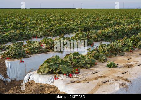 Landwirtschaftliche Feld-Erdbeerpflanzen. Reihen von kunststoffbedeckten Hügeln mit Erdbeeren. Stockfoto