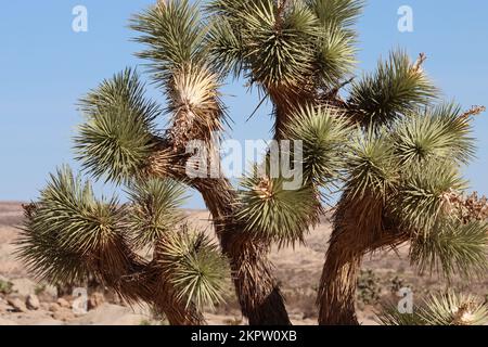 Yucca Brevifolia dieser Größe, hier in den El Paso Bergen, nördliche Mojave Wüste, wird von einigen Autoren als hunderte von Jahren alt vermutet. Stockfoto