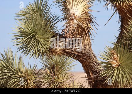 Yucca Brevifolia dieser Größe, hier in den El Paso Bergen, nördliche Mojave Wüste, wird von einigen Autoren als hunderte von Jahren alt vermutet. Stockfoto