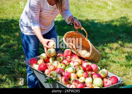 Eine Gärtnerin füllt einen Strohkorb mit reifen, saftigen Äpfeln vor dem Hintergrund eines grünen Rasens in den Sonnenstrahlen des Nachmittags. Stockfoto