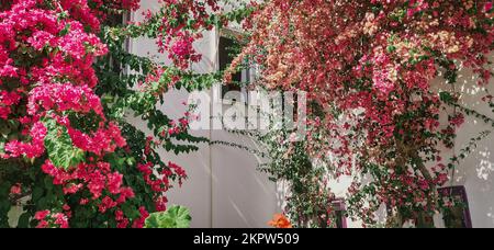 Schöne rosa Rose auf dem weißen Haus. Fenster mit alten klassischen weißen Steinmauern Griechenlands oder der Türkei Stockfoto